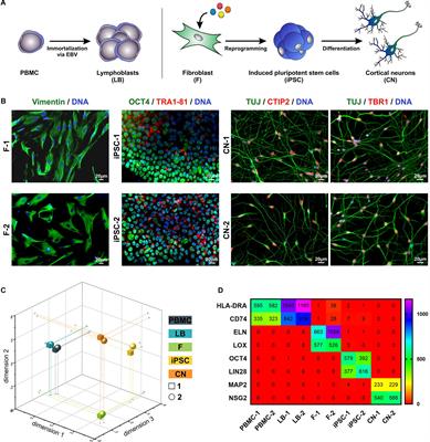 Frontiers | Comparative Transcriptional Profiling of Motor Neuron